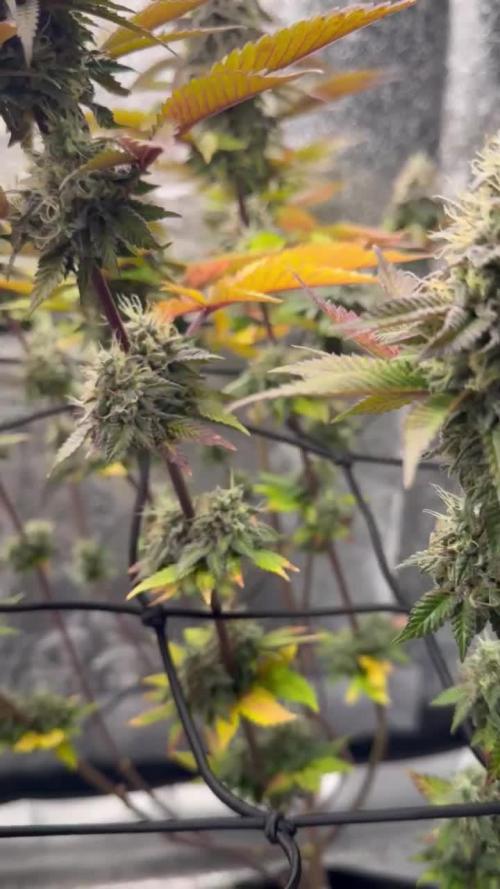 Tarte Tatin Greenhouseseeds (first grow)