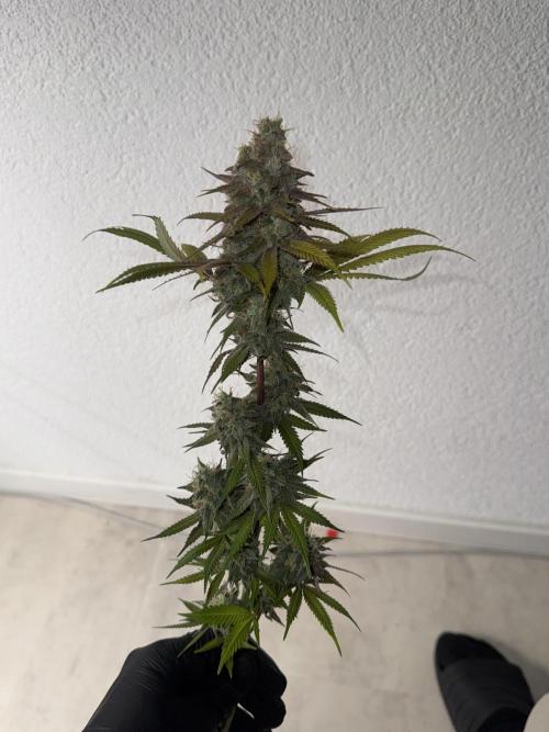 Tarte Tatin Greenhouseseeds (first grow). Week 9