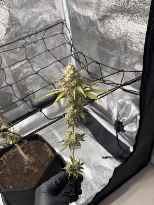 Tarte Tatin Greenhouseseeds (first grow). Week 9