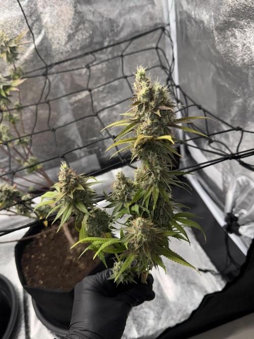 Tarte Tatin Greenhouseseeds (first grow). Week 9