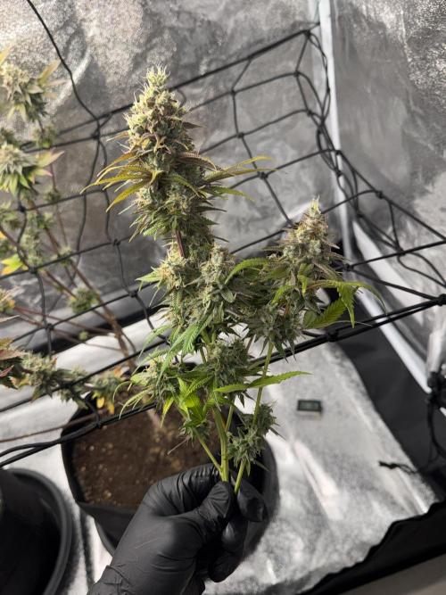 Tarte Tatin Greenhouseseeds (first grow). Week 9