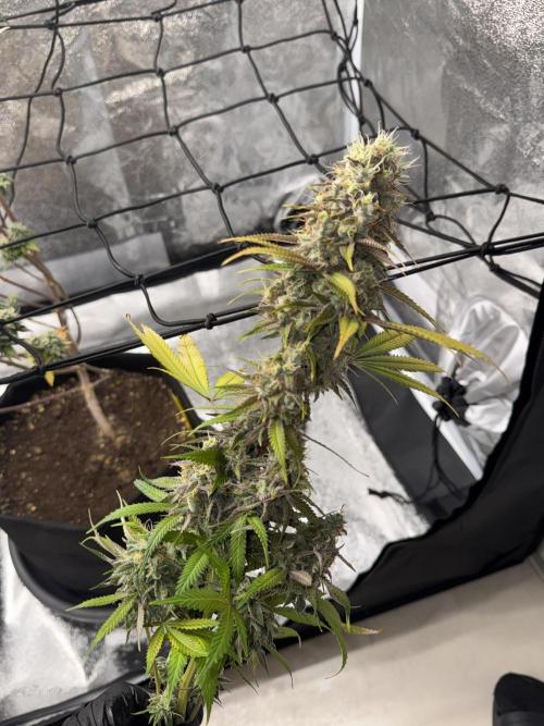 Tarte Tatin Greenhouseseeds (first grow). Week 9