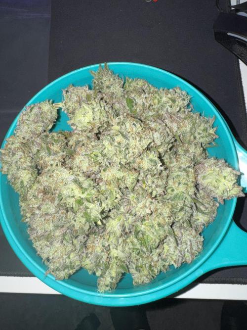 Tarte Tatin Greenhouseseeds (first grow). Week 9