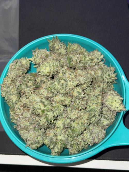 Tarte Tatin Greenhouseseeds (first grow). Week 9