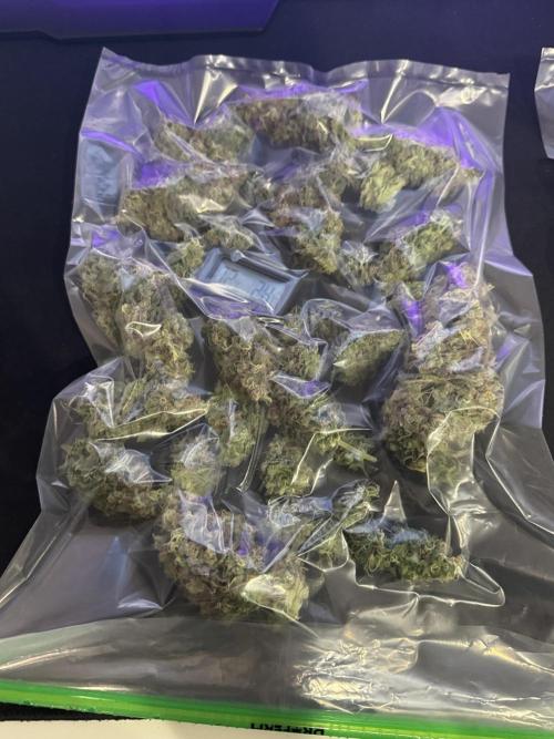 Tarte Tatin Greenhouseseeds (first grow). Week 9