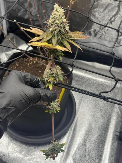 Tarte Tatin Greenhouseseeds (first grow). Week 9