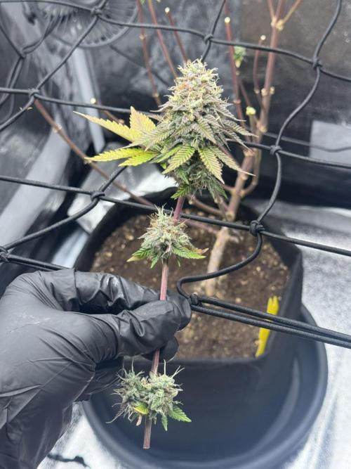 Tarte Tatin Greenhouseseeds (first grow). Week 9