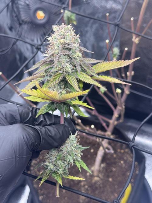 Tarte Tatin Greenhouseseeds (first grow). Week 9