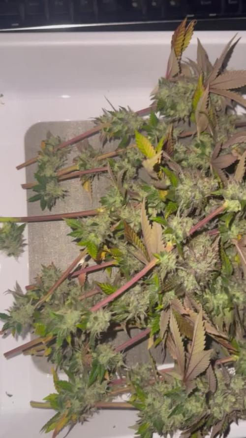 Tarte Tatin Greenhouseseeds (first grow)