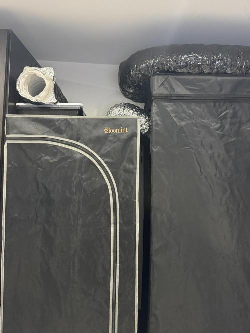 Tarte Tatin Greenhouseseeds (first grow). Week 9