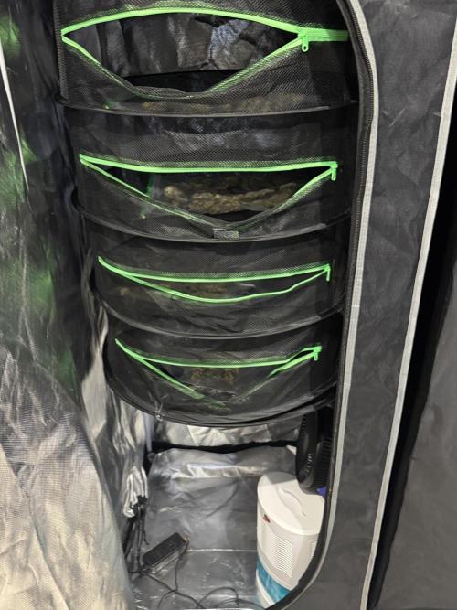 Tarte Tatin Greenhouseseeds (first grow). Week 9