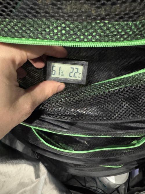 Tarte Tatin Greenhouseseeds (first grow). Week 9