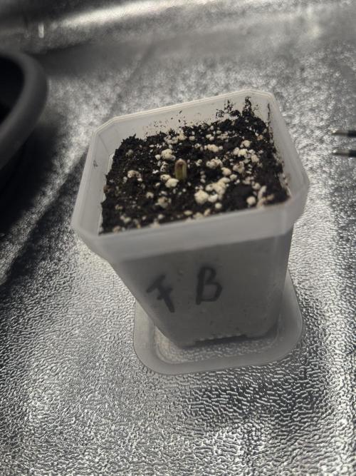 FastBuds Grow. Week 0 - Frostbanger