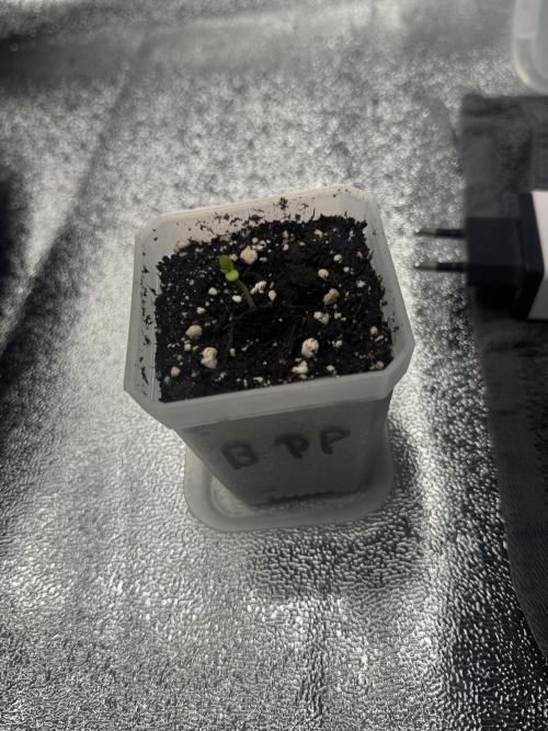 FastBuds Grow. Week 0 - Banana Purple Punch