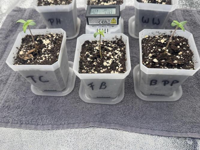 FastBuds Grow. Week 0