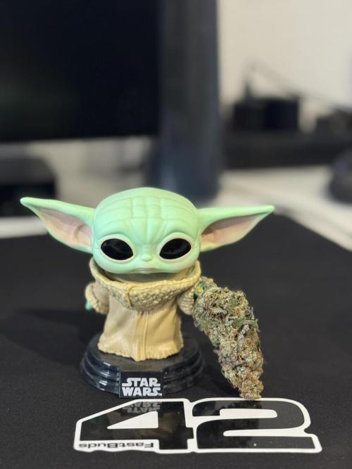 FastBuds Grow. Week 1