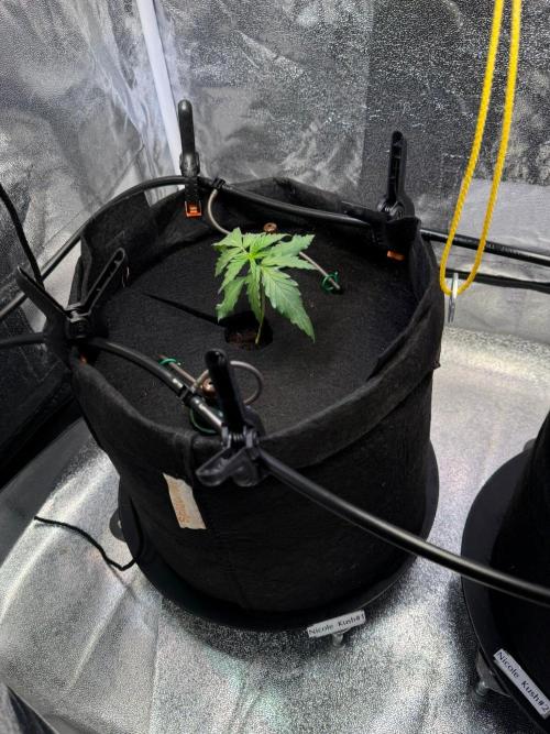 Nicole Ksuh - Weddingcake. Week 1 - NicoleKush#1