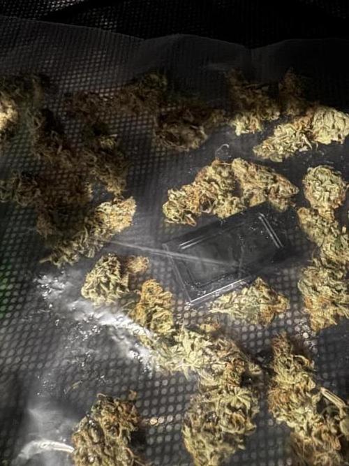 Tarte Tatin Greenhouseseeds (first grow). Week 9