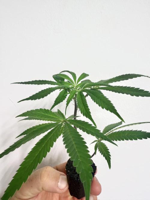 Lumatek Zeus 3.1 + Biobizz full set. Week 2