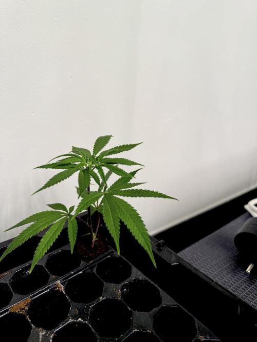 Lumatek Zeus 3.1 + Biobizz full set. Week 2