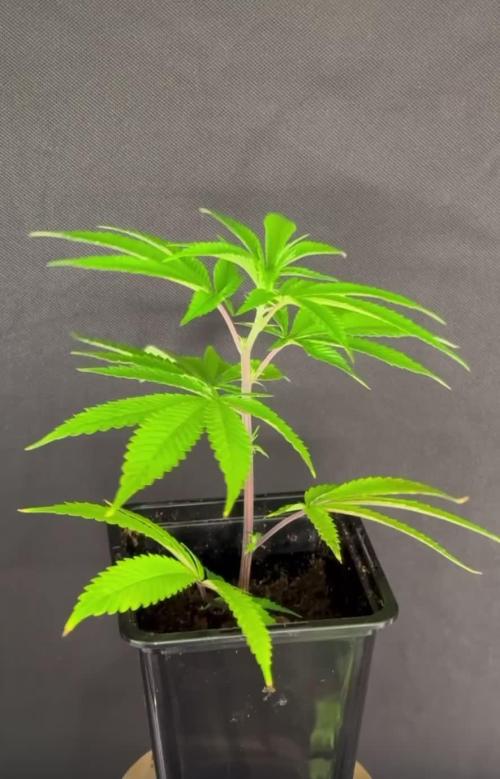 Lumatek Zeus 3.1 + Biobizz full set