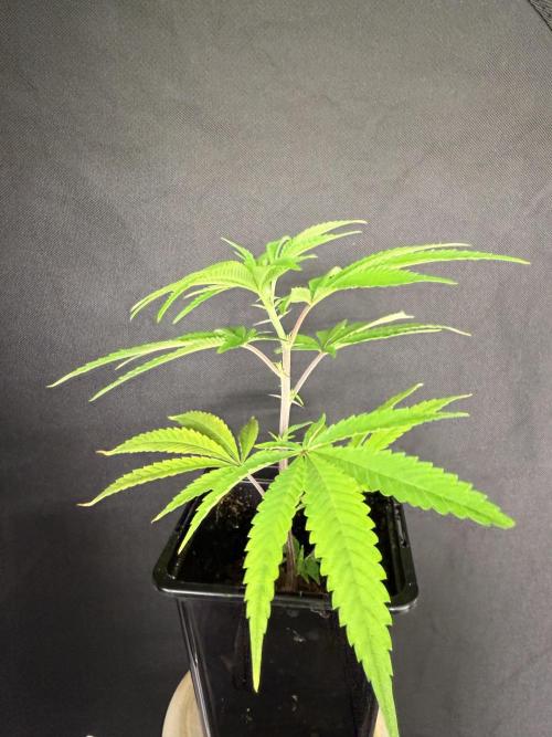 Lumatek Zeus 3.1 + Biobizz full set. Week 3