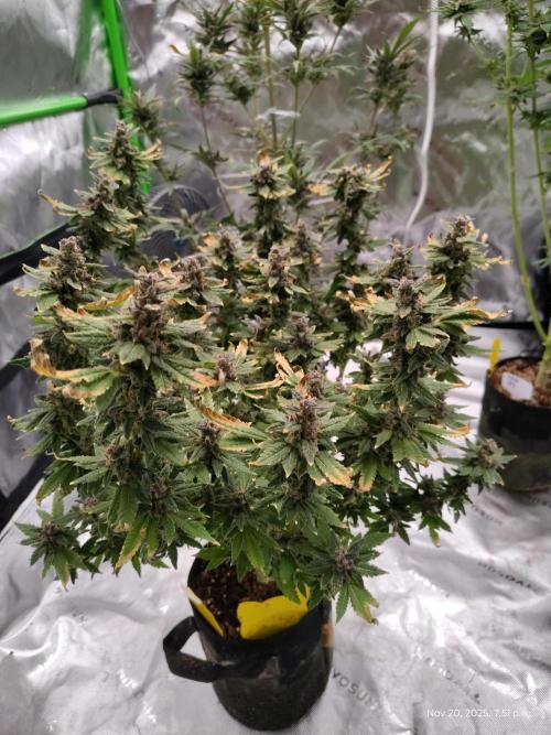 FP 2.0 for seeds. Week 20