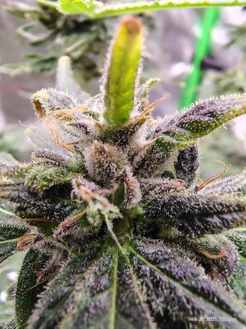 SHK for seeds. Week 14