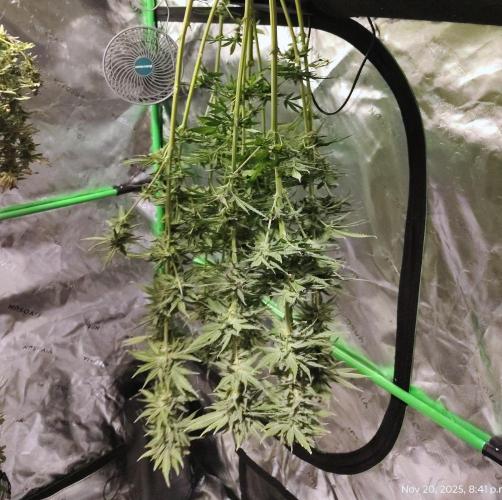 SHK for seeds. Week 14