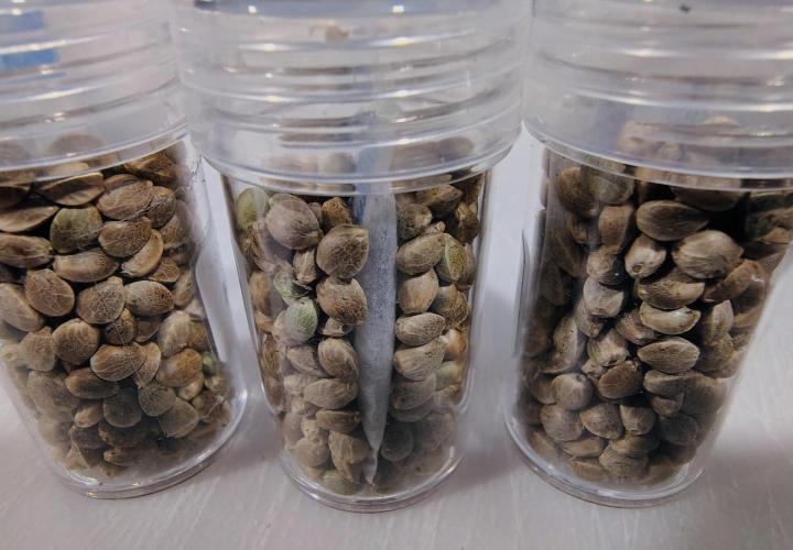 SHK for seeds. Week 14