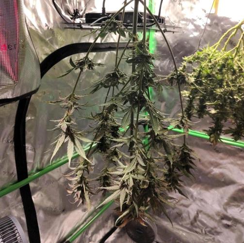 Gelato X GDP for seeds. Week 13 - drying