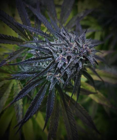 CBD Dragon F3 for pollen. Week 8