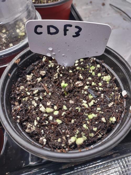CBD Dragon F3 for pollen. Week 8 - germination