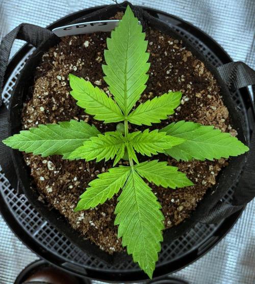 CBD Dragon F3 for pollen. Week 8 - Day 14