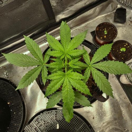 CBD Dragon F3 for pollen. Week 8 - Day 21