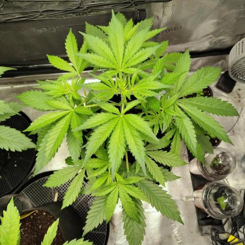 CBD Dragon F3 for pollen. Week 8 - Day 28