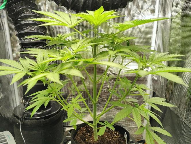 CBD Dragon F3 for pollen. Week 8 - Day 35