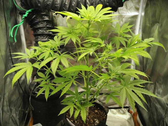 CBD Dragon F3 for pollen. Week 8 - Day 42