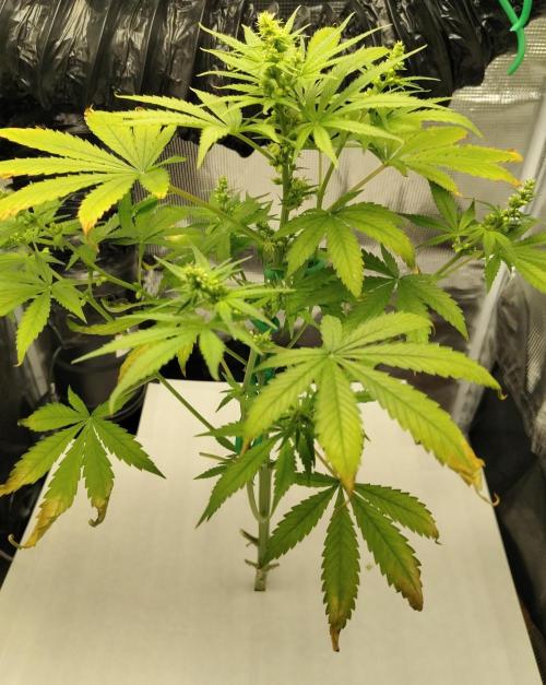 CBD Dragon F3 for pollen. Week 8 - Day 49