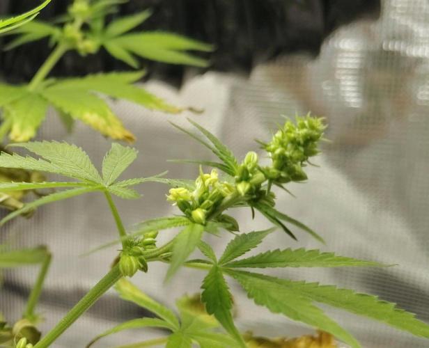 CBD Dragon F3 for pollen. Week 8 - Day 51