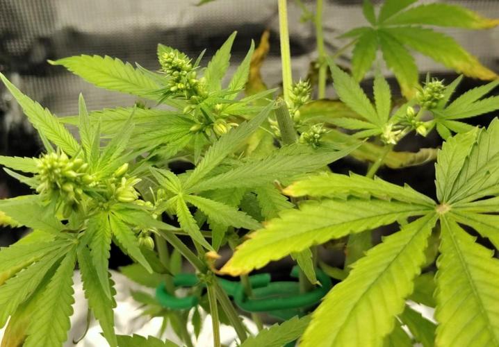 CBD Dragon F3 for pollen. Week 8 - Day 51