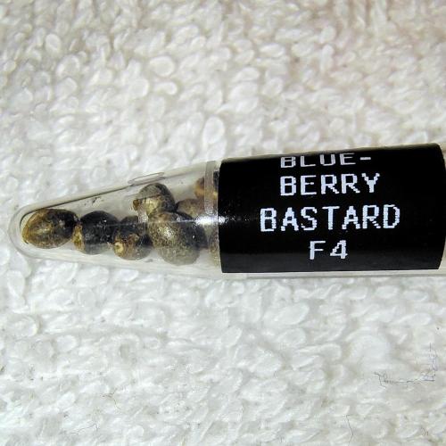 Blueberry Bastard (ABC). Week 0