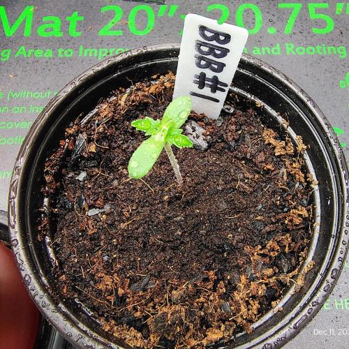 Blueberry Bastard (ABC). Week 1