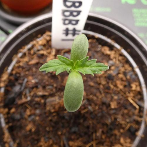 Blueberry Bastard (ABC). Week 1