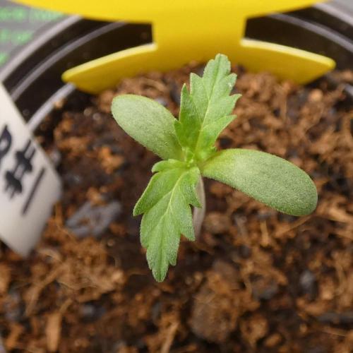 Blueberry Bastard (ABC). Week 1