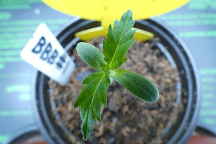 Blueberry Bastard (ABC). Week 1