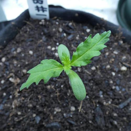 Blueberry Bastard (ABC). Week 1