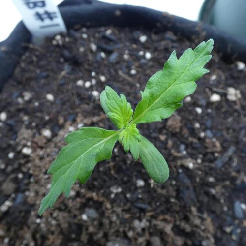 Blueberry Bastard (ABC). Week 1