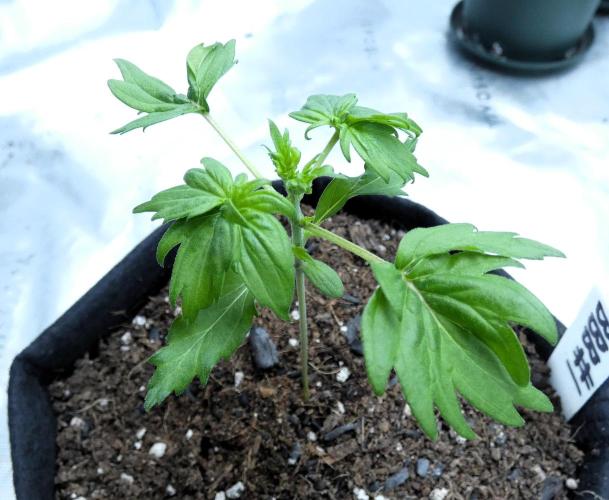 Blueberry Bastard (ABC). Week 2