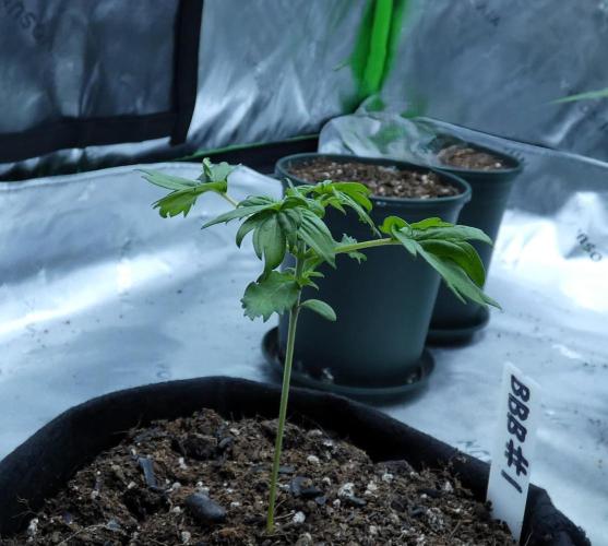 Blueberry Bastard (ABC). Week 2